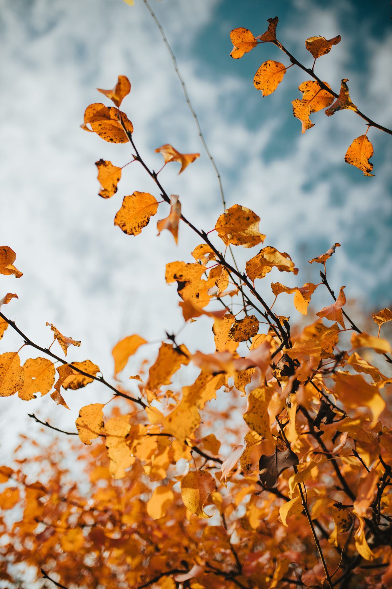 Herbstjob auf dem Campingplatz statt grauem Alltag