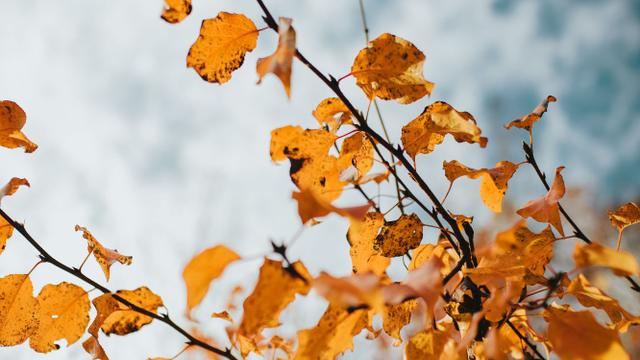 Herbstjob auf dem Campingplatz statt grauem Alltag