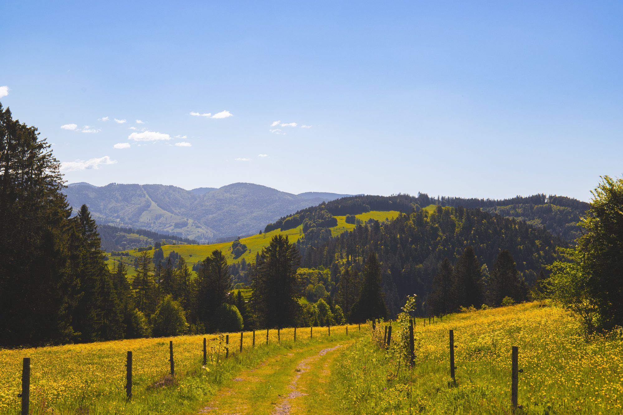 Arbeiten, wo andere Urlaub machen: Jobs im Schwarzwald